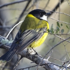 Pachycephala pectoralis at Garran, ACT - 12 Sep 2018