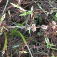 Alternanthera denticulata (Lesser Joyweed) at Majura, ACT - 12 Apr 2015 by SilkeSma