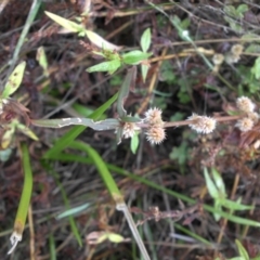 Alternanthera denticulata (Lesser Joyweed) at Mount Ainslie - 12 Apr 2015 by SilkeSma