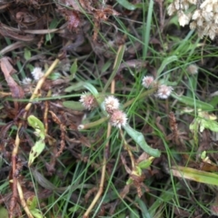 Alternanthera denticulata at Majura, ACT - 13 Apr 2015