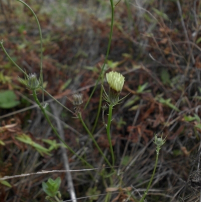 Tolpis barbata (Yellow Hawkweed) at Majura, ACT - 13 Apr 2015 by SilkeSma