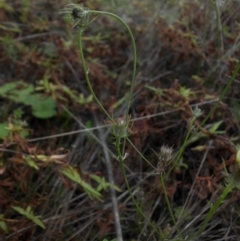 Tolpis barbata at Majura, ACT - 13 Apr 2015