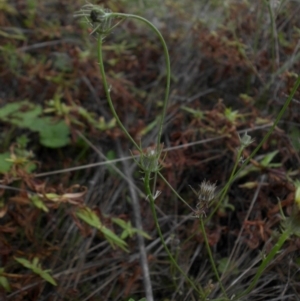 Tolpis barbata at Majura, ACT - 13 Apr 2015