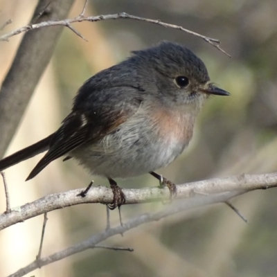 Petroica rosea (Rose Robin) at Garran, ACT - 12 Sep 2018 by roymcd