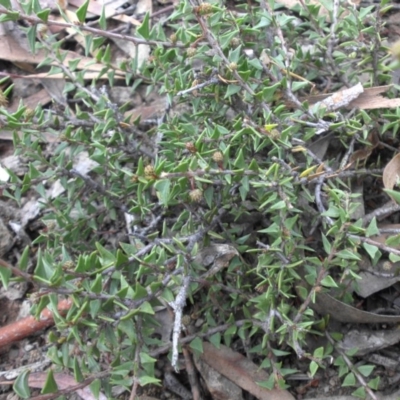 Acacia gunnii (Ploughshare Wattle) at Mount Ainslie - 13 Apr 2015 by SilkeSma