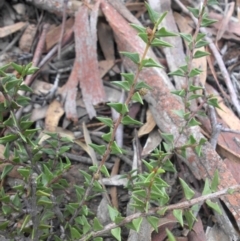 Acacia gunnii at Majura, ACT - 13 Apr 2015 10:16 AM