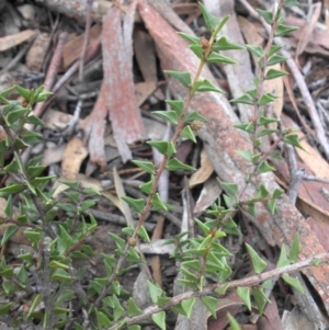 Acacia gunnii at Majura, ACT - 13 Apr 2015