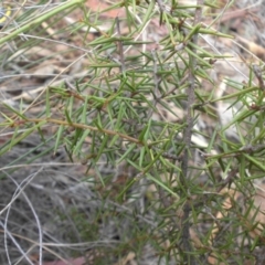 Acacia ulicifolia (Prickly Moses) at Mount Ainslie - 13 Apr 2015 by SilkeSma