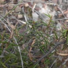 Acacia ulicifolia at Majura, ACT - 13 Apr 2015