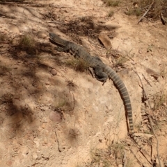 Varanus rosenbergi (Heath or Rosenberg's Monitor) at Namadgi National Park - 15 Mar 2015 by lyndsey