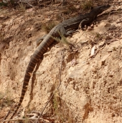 Varanus rosenbergi at Rendezvous Creek, ACT - suppressed