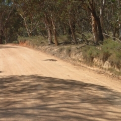 Varanus rosenbergi at Rendezvous Creek, ACT - suppressed