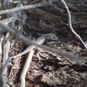 Amphibolurus muricatus at Wanniassa Hill - 6 Nov 2014 01:16 PM