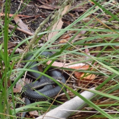 Austrelaps ramsayi (Highlands Copperhead) at Namadgi National Park - 14 Jan 2015 by lyndsey