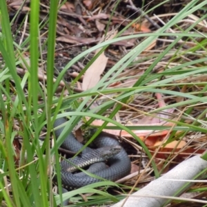 Austrelaps ramsayi at Cotter River, ACT - 14 Jan 2015 12:35 PM