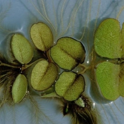 Salvinia molesta (Salvinia) at Broulee Moruya Nature Observation Area - 29 Dec 1991 by MichaelMulvaney