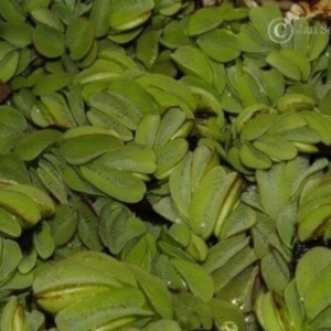 Salvinia molesta at Moruya, NSW - 30 Dec 1991