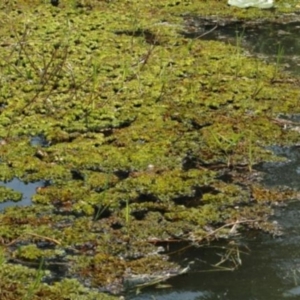 Salvinia molesta at Moruya, NSW - 30 Dec 1991 12:00 AM