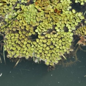 Salvinia molesta at Moruya, NSW - 30 Dec 1991 12:00 AM