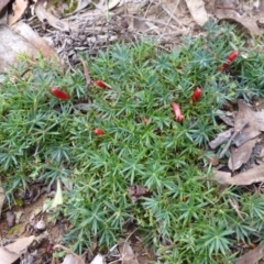 Styphelia humifusum (Cranberry Heath) at Nicholls, ACT - 15 Apr 2015 by FranM