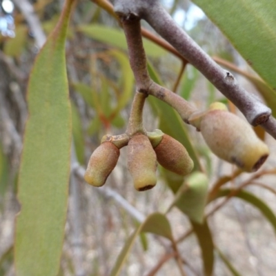 Amyema pendula subsp. pendula (Drooping Mistletoe) at Nicholls, ACT - 15 Apr 2015 by FranM