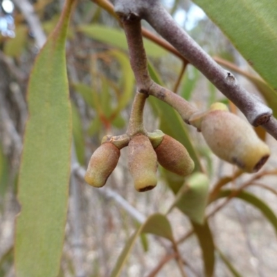 Amyema pendula subsp. pendula (Drooping Mistletoe) at Percival Hill - 14 Apr 2015 by FranM