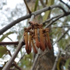 Amyema pendula subsp. pendula at Nicholls, ACT - 15 Apr 2015