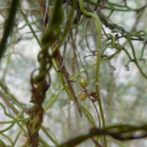 Cassytha pubescens at Nicholls, ACT - 15 Apr 2015