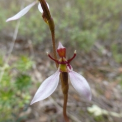 Eriochilus cucullatus (Parson's Bands) at Nicholls, ACT - 15 Apr 2015 by FranM