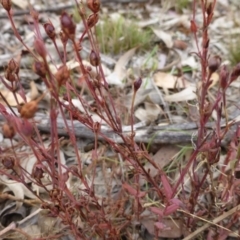 Hypericum gramineum (Small St Johns Wort) at Nicholls, ACT - 15 Apr 2015 by FranM