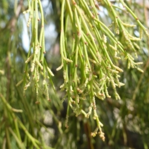 Exocarpos cupressiformis at Nicholls, ACT - 15 Apr 2015 11:25 AM