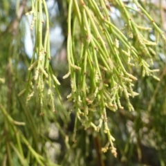 Exocarpos cupressiformis (Cherry Ballart) at Percival Hill - 15 Apr 2015 by FranM