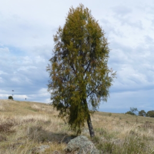 Exocarpos cupressiformis at Nicholls, ACT - 15 Apr 2015 11:25 AM