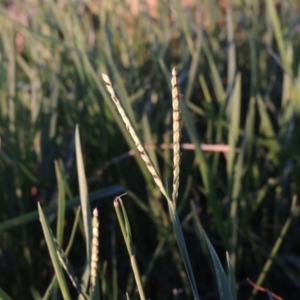 Paspalum distichum at Gordon, ACT - 9 Apr 2015