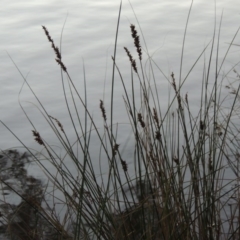 Carex appressa (Tall Sedge) at Point Hut Pond - 9 Apr 2015 by michaelb
