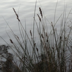 Carex appressa (Tall Sedge) at Gordon, ACT - 9 Apr 2015 by MichaelBedingfield
