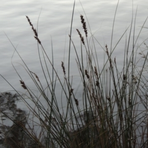 Carex appressa at Gordon, ACT - 9 Apr 2015