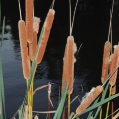 Typha orientalis (Broad-leaved Cumbumgi) at Gordon, ACT - 9 Apr 2015 by michaelb