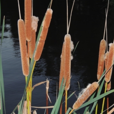 Typha orientalis (Broad-leaved Cumbumgi) at Gordon, ACT - 9 Apr 2015 by MichaelBedingfield