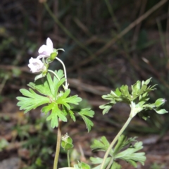 Geranium sp. Pleated sepals (D.E.Albrecht 4707) Vic. Herbarium at Gordon, ACT - 9 Apr 2015 by michaelb