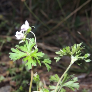 Geranium sp. Pleated sepals (D.E.Albrecht 4707) Vic. Herbarium at Gordon, ACT - 9 Apr 2015