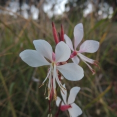 Oenothera lindheimeri (Clockweed) at Bonython, ACT - 15 Apr 2015 by michaelb