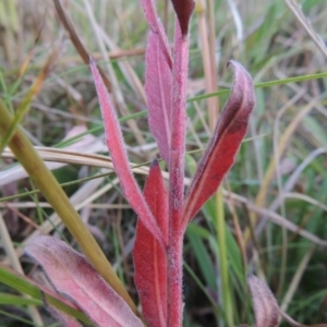 Oenothera lindheimeri at Bonython, ACT - 15 Apr 2015 06:54 PM