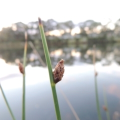 Schoenoplectus pungens (Common Three-Square) at Bonython, ACT - 15 Apr 2015 by MichaelBedingfield