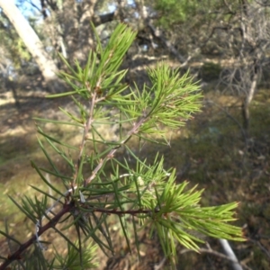 Hakea sericea at Majura, ACT - 16 Apr 2015 09:05 AM