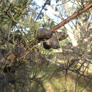 Hakea sericea at Majura, ACT - 16 Apr 2015 09:05 AM