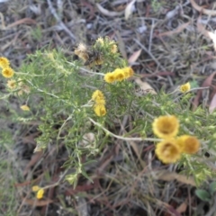 Chrysocephalum semipapposum (Clustered Everlasting) at Majura, ACT - 16 Apr 2015 by SilkeSma