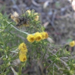 Chrysocephalum semipapposum at Majura, ACT - 16 Apr 2015