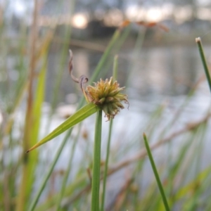 Cyperus sphaeroideus at Bonython, ACT - 15 Apr 2015