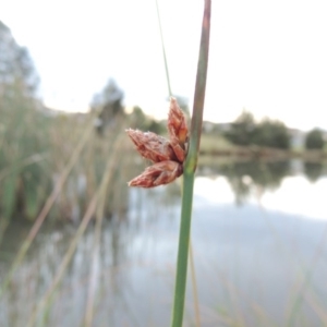 Schoenoplectus pungens at Bonython, ACT - 15 Apr 2015 07:05 PM